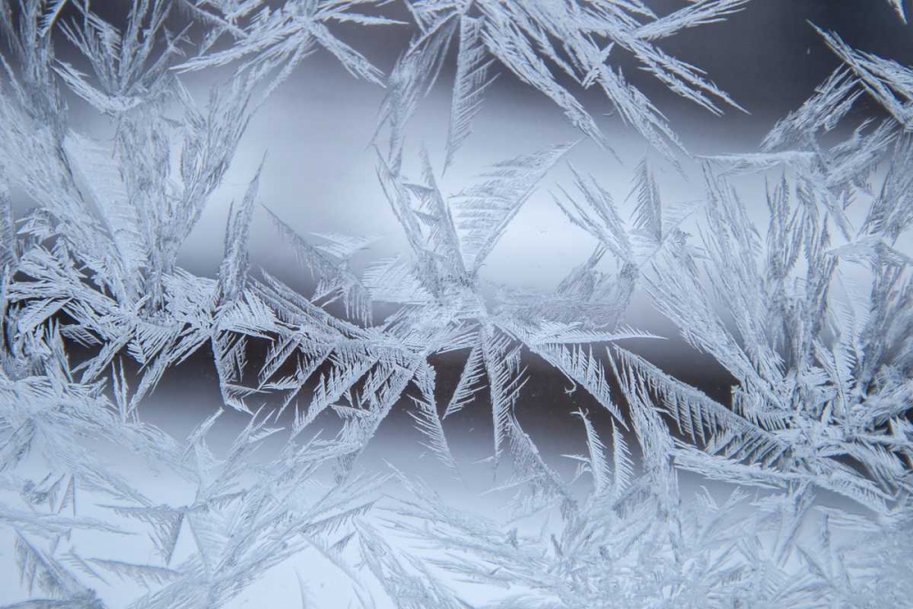 USA, Colorado, Denver Frost on a window